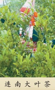 连南大叶茶
